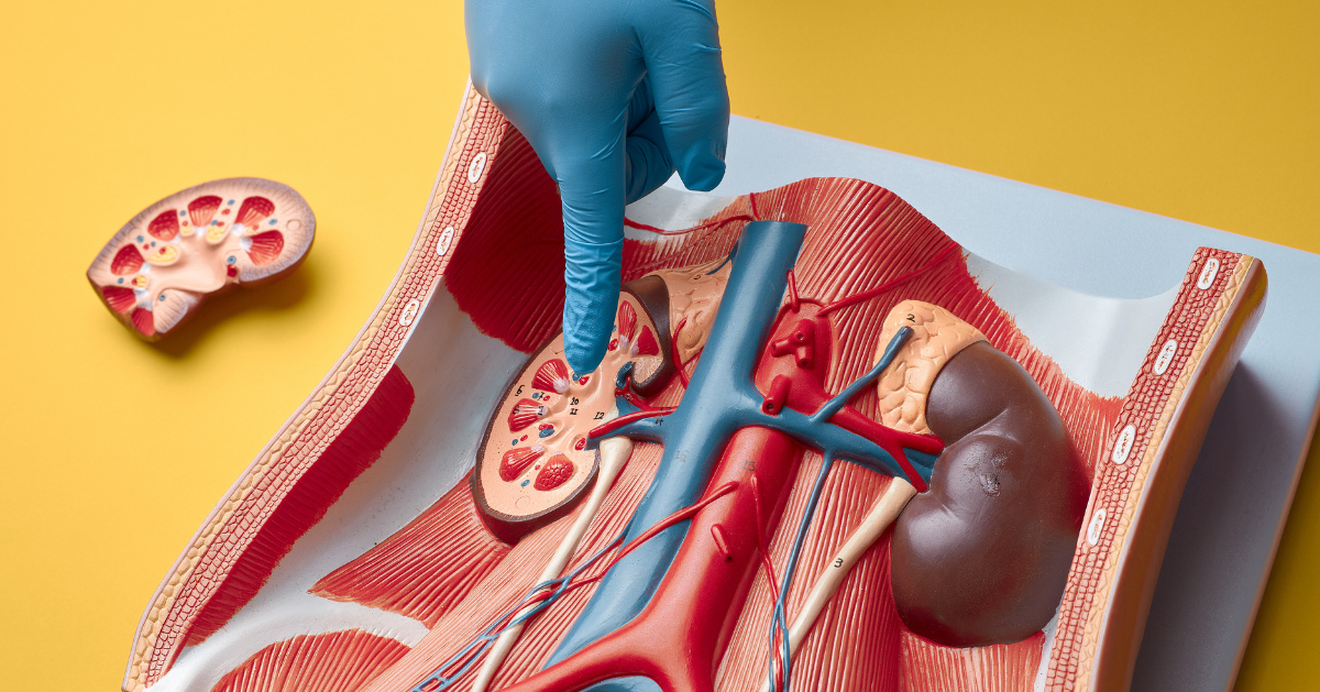 UTI Symptoms Causes Treatment